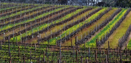 landscape of wine field in winterの写真素材
