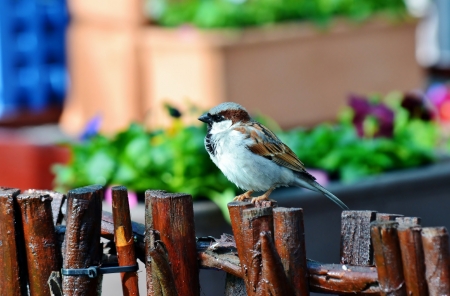 House sparrow sitting on a wooden fence enjoying the sunの写真素材