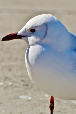 Close up of pretty seagull waiting for foodの写真素材