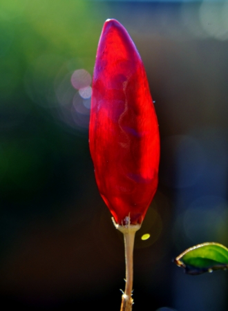 Close up of red Chilli Pepper in bright sunlightの写真素材