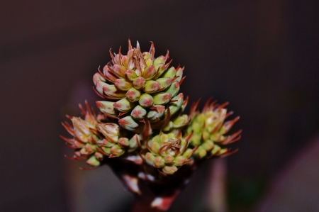 Close up of Aloe striata flower budsの写真素材