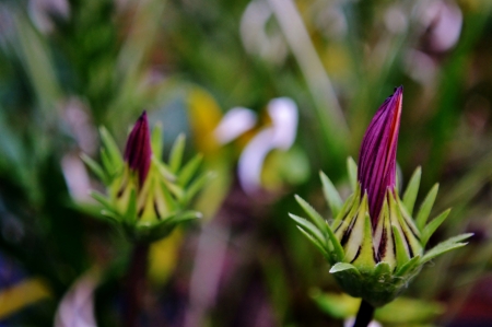 Close up of beautiful purpel Gazania flower budの写真素材