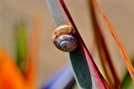 Snail on stelitzia reginaeの写真素材
