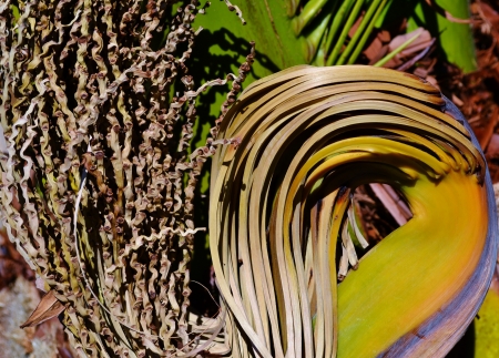 Close up of cut off date palm flower stemの写真素材