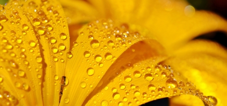 Close up of beautiful yellow Gazania flower with raindropsの写真素材