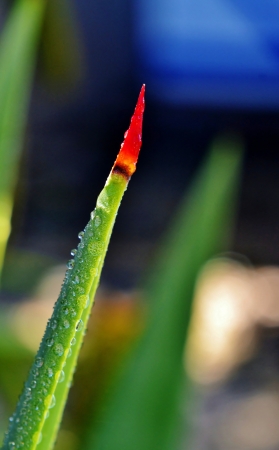 Macro image of orange thorn with raindropsの写真素材