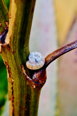 Close up of garden snail on aloe veraの写真素材