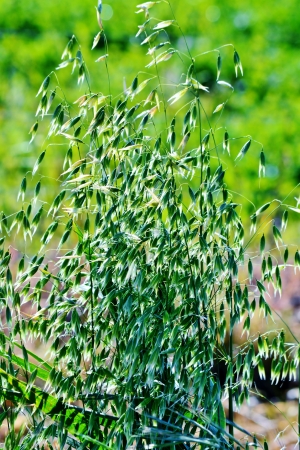 Close up of grass in morning sunlightの写真素材
