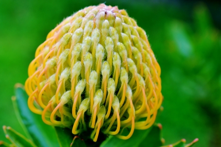 Close up of new common pincushion protea flowerの写真素材