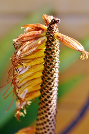Close up of gone aloe vera blossomの写真素材
