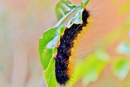 Close  up of hairy caterpillar on a leafの写真素材