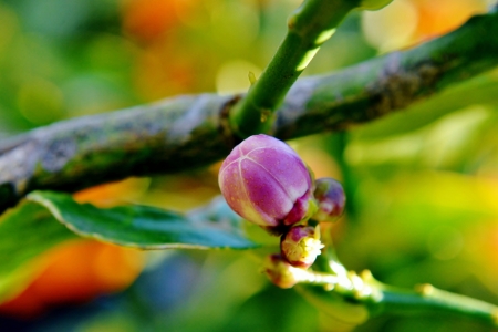 Close up of pink lemon flower budの写真素材