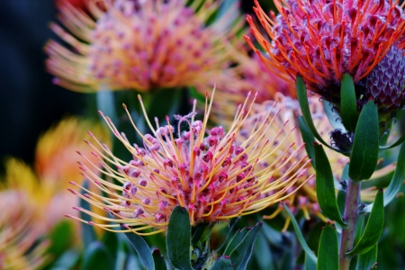 Close up of common pincushion protea blossomの写真素材