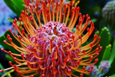 Close up of common pincushion protea blossomの写真素材