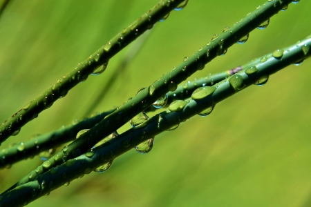 Macro image of raindrops on bamboo grassの写真素材