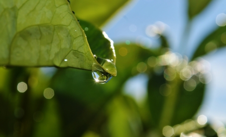 Close up of raindrops on green leaf