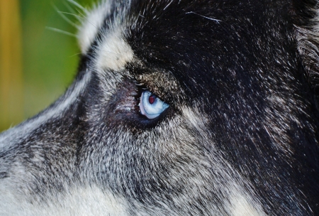 Husky mix Mickey blue eyes