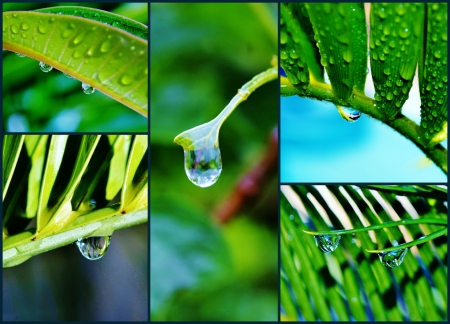 Collage of raindrops on green leafsの写真素材