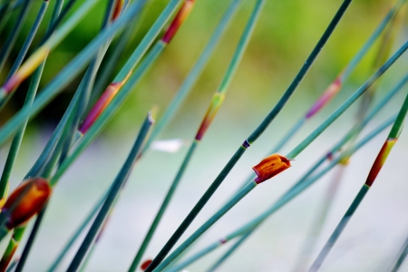 Close up of bamboo grassの写真素材