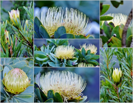 The Snow White Protea in Worcester mountains South Africaの写真素材