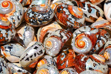 Close up of beautiful sea shellsの写真素材