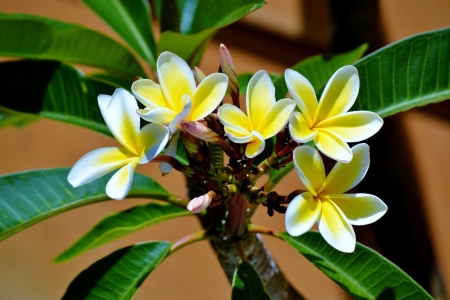 Close up of frangipani blossom in sunlightの写真素材