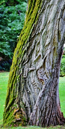 Close up of old tree stem with mossの写真素材