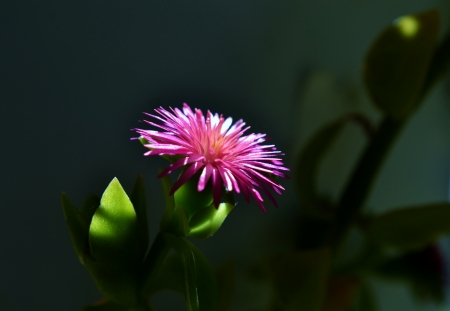 Close up of pink heartleaf iceplant blossomの写真素材