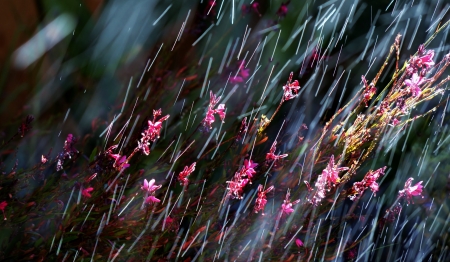 Close up of pink flowers during a summer rainの写真素材
