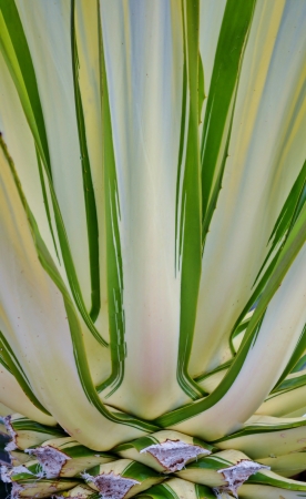 Close up of decorative agave leafsの写真素材