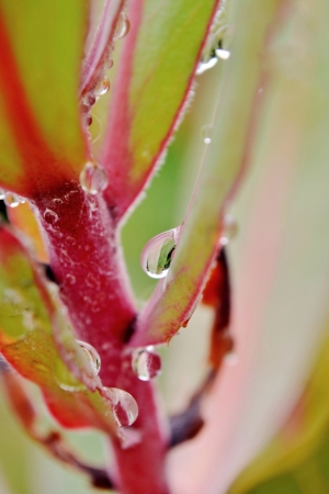 Macro image of pink rain drop on protea leafの写真素材