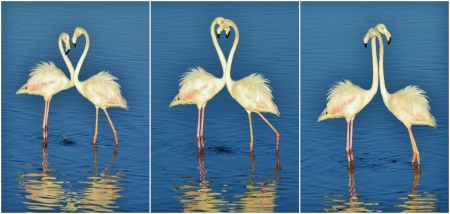 Collage of  Flamingos feeding in the Milneton Lagoon early in the morningの写真素材