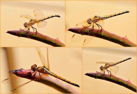 Collage of Dragonfly on aloe veraの写真素材