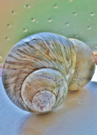 Close up of sea snail shell