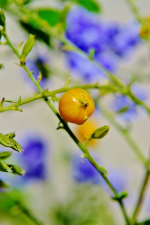 Close up of yellow berry on Sapphire Showers,の写真素材