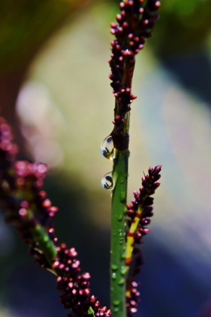 Macro image of raindrops on bamboo grassの写真素材