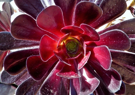 Close up of Purple Aeonium succulent in sunlightの写真素材