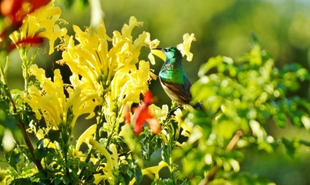 Close up of sunbird on cape honeysuckle bushの写真素材