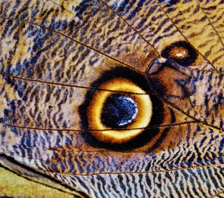 Close up of owl butterfly with huge eyespots on wingsの写真素材