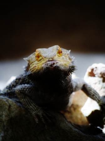 Close up of bearded dragon Pogona vitticeps