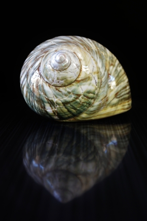 Close up of beautiful sea snail houseの写真素材