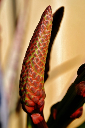 Close up of new Aloe vera flower budの写真素材