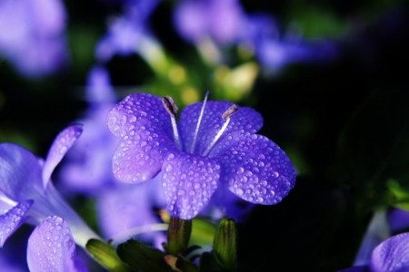 Close up of blue Barleria gueinzii blossom in sunlightの写真素材