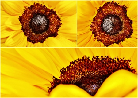 Collage of sunflower close upsの写真素材