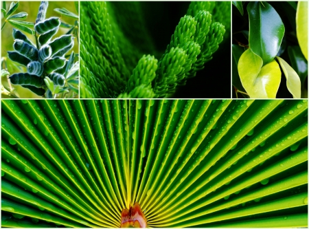 Collage of close ups on different green plantsの写真素材