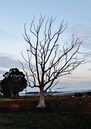 Landscape with dead bluegum tree at sunriseの写真素材