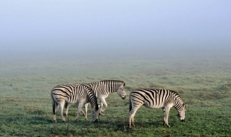 Close up of zebras on a misty morningの写真素材
