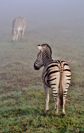Close up of zebras on a misty morningの写真素材