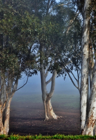 Landscape with bluegum trees at sunriseの写真素材