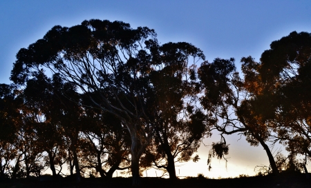 Landscape with bluegum trees at foggy sunriseの写真素材